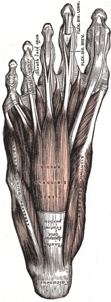 arch muscles